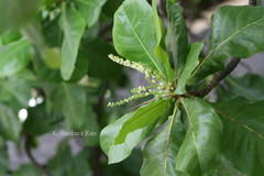 Terminalia catappa